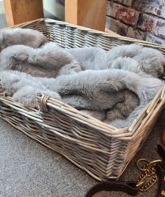 Luxury plain grey fur blanket for dogs or cats