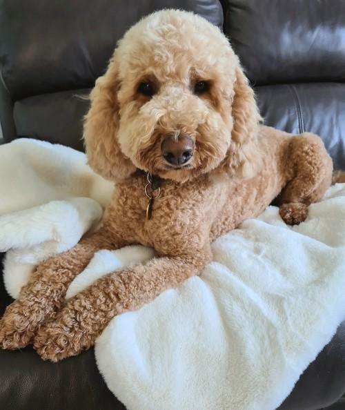 Luxury cream faux fur dog blanket