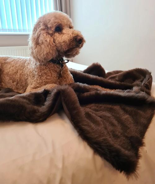 Brown faux fur dog blanket