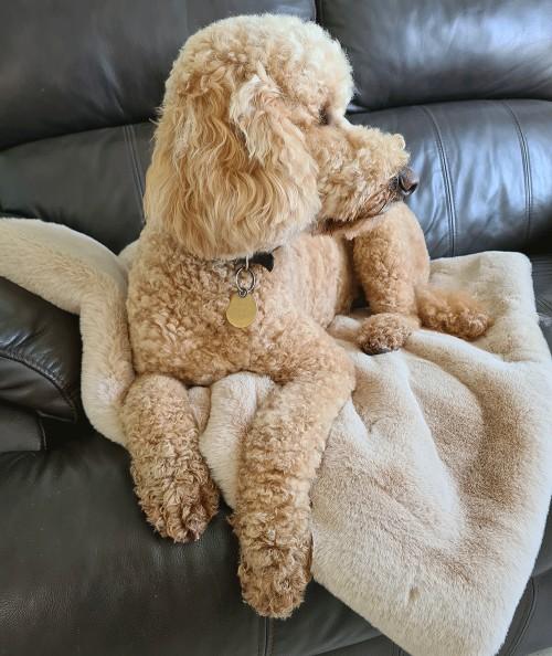 Luxury beige faux fur dog blanket